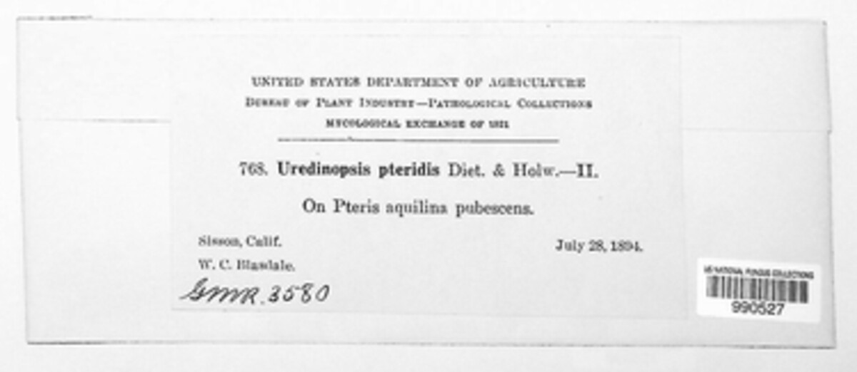 Uredinopsis pteridis image